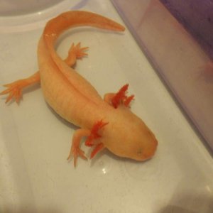 Pinky - Poorly