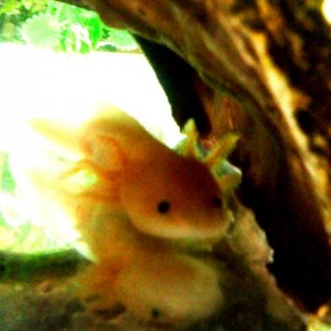 Deli when she was a baby :)