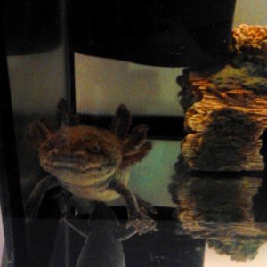 luna again he is a boy