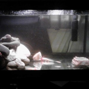 my ten gallon