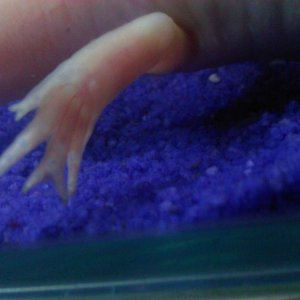 Dany has 7 toes!
