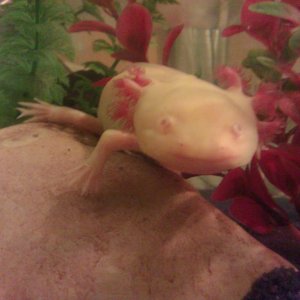 My rock