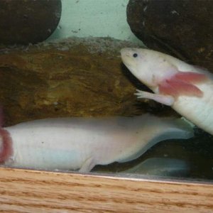 2 whites
