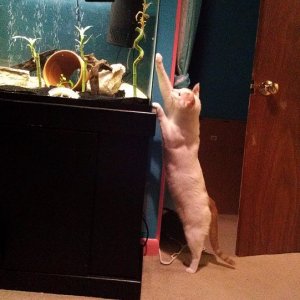 Cat saying hello :) just thought this was a cute picture