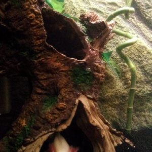 He loved his new tree trunk:)