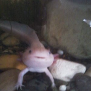 Tom looking cute (gravel has since been removed). RIP buddy