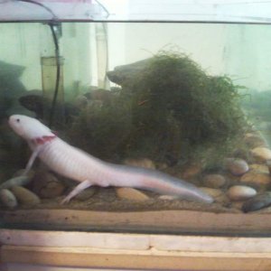Edward (leucistic) and Bella (wild) with their new sandy set up