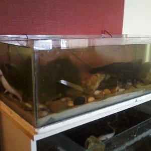 Edward (leucistic) and Bella (wild) getting acquainted with their new tank set up