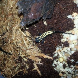 CB Laotriton laoensis 2