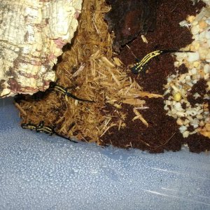 CB Laotriton laoensis 3