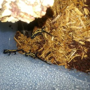 CB Laotriton laoensis
