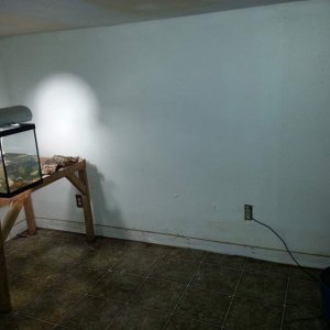 Newt & Salamander room4