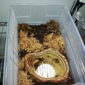 Kaiseri Newts