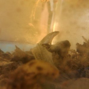 palmate newt
