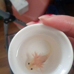 Teacup Leusistic
