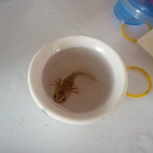 Teacup Wild
