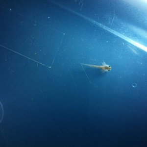 First one to hatch :)