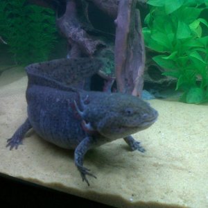 Evo's Not Impressed Look, Haha