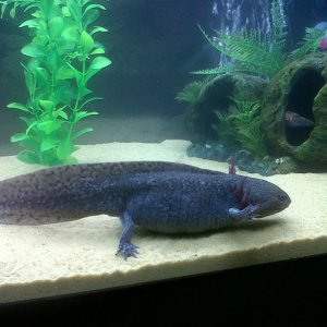 Evo Pacing Up And Down His Tank