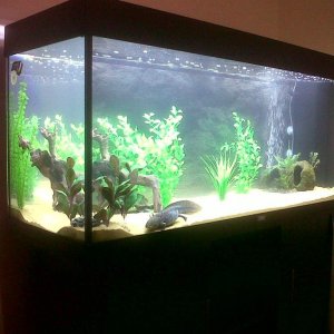 Evo's Rio 240 Tank