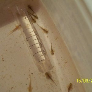the siring is used as size reference from 0 ml to 2 ml is 7-8 mm 
(i didnt want to stick a tape measure in lol, so i used the siring that i use to fee