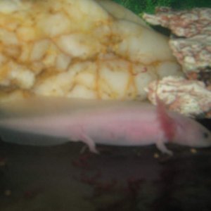 scaler