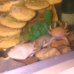 Aristoitle and albino karen unfortunately the two albinos and black male were rescued they were terribly thin and kept disgustingly they are doing wel