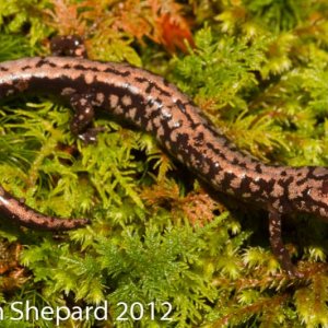 Plethodon welleri