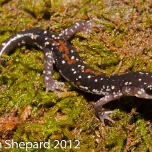 Plethodon yonahlossee longicrus