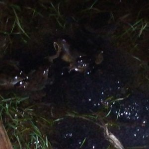 Frogs and frogs spawn