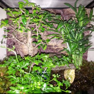 exo-terra 30x30 (cm) for my 6 smooth newt morphes
