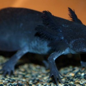Motley, compact melanoid