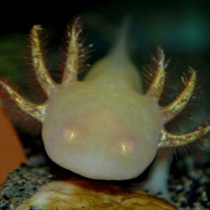 Goldy gills