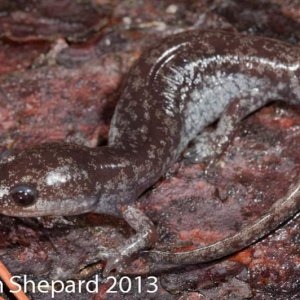 Ambystoma mabeei