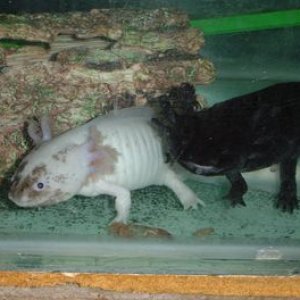 mudpelt and hazels parents - cant wait till our guys are this big!