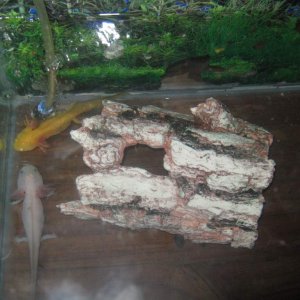 in sep tanks at the moment - would love to get a big tank for them all .... i have just bought more log ornaments and some artifical plants for them b