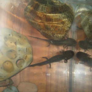 i think mudpelt is a boy - the larger and darker of the two