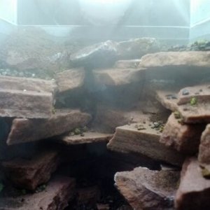 The haze is from the humidifier that waters the enclosure.