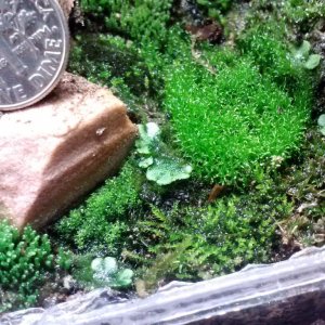 Liverwort and mosses 2 weeks after planting the ground floor.