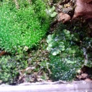 Liver worts right side of enclosure.