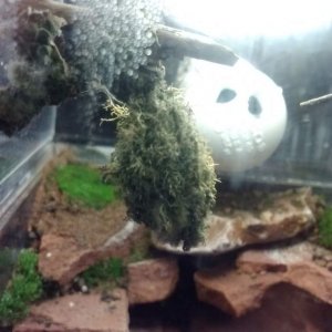 this old man's beard succumed to too much moisture and rotted. The white PVC cap is the humidifier inlet.