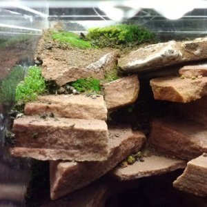 Initial planting of cliff ledges with silver tipped moss.