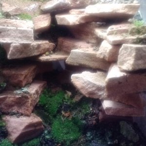 Overall view after initial planting