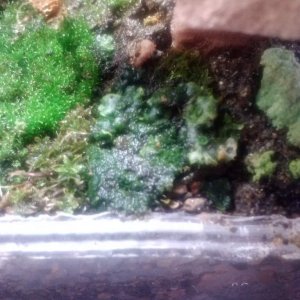 initial liverworts right side of tank