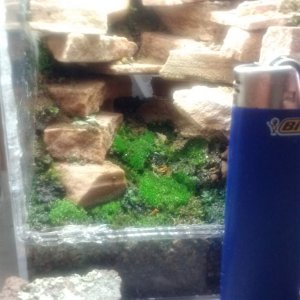 size comparison 2 weeks set up