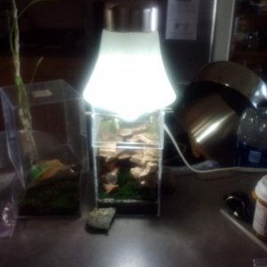 Complete view of tank and light on my kitchen counter.