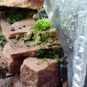 Right side of viv silver moss on clay