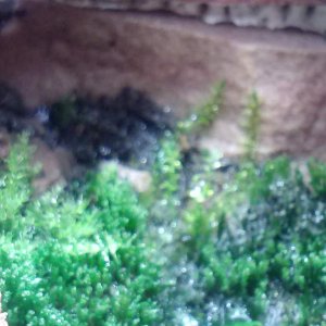 Back wall climbing moss
