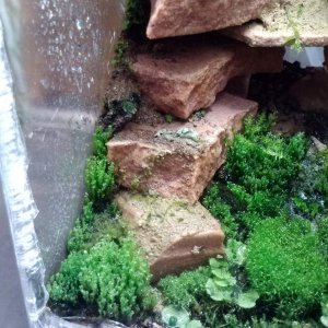 Front left corner silver moss