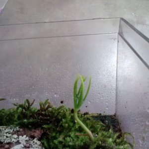 Baby pine sprout